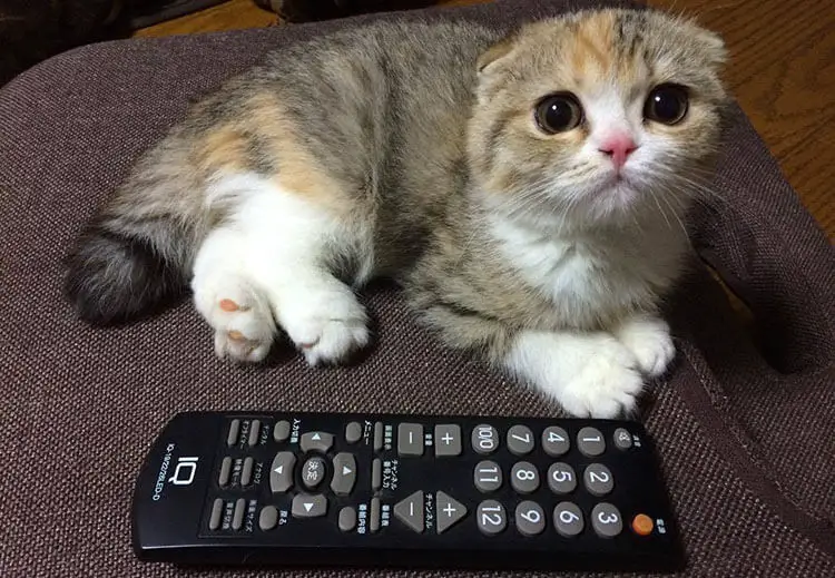 Tricks To Program Any Remote To Any Tv