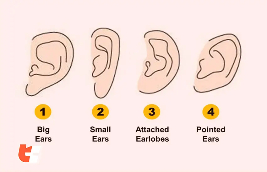 Why do my earbuds keep falling out- Ear anatomy and shape